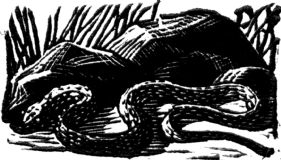 wood-engraving original print: The Snake for Mountains and Molehills by Frances Cornford